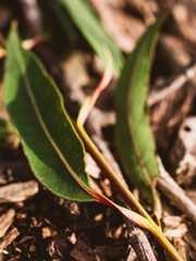 close up of a leaf