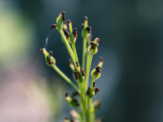 Close up of a green plant