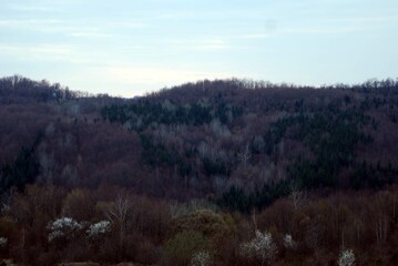 arrival of spring in the forest