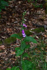 Grundloses Moor, Walsrode, Niedersachsen