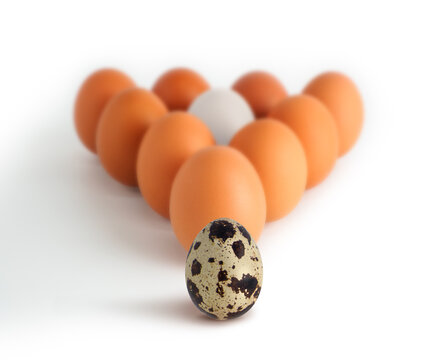 Characteristic 3 type eggs: chicken, duck, quail.