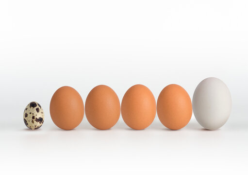 Characteristic 3 type eggs: chicken, duck, quail.