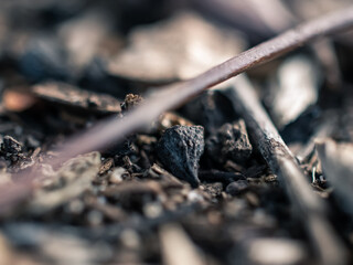 Close up of the forest floor