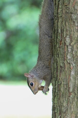Upside down squirrel eating