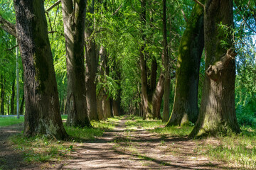 Alley of swamp cypress trees in Poti, Georgia