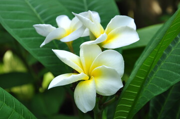 white yellow plumeria flowers background nature