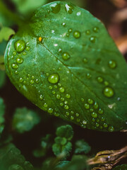 water drops on a leaf