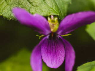 Fototapeta na wymiar close up of purple flower