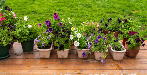 A wide variety of species and colors of petunia decorate the garden or home