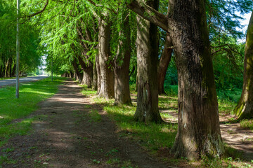 Alley of swamp cypress trees in Poti, Georgia