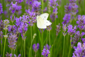 A white butterfly sits on a purple flowering lavender. 