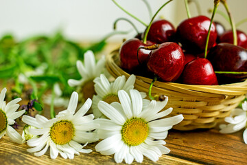Ripe cherry berries in a wicker basket next to field daisies on a wooden background