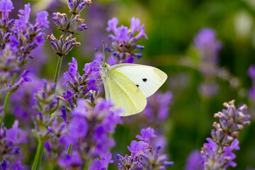 A white butterfly sits on a purple flowering lavender. 