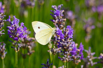 A white butterfly sits on a purple flowering lavender. 