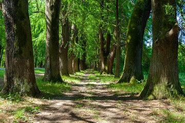 Fototapeta premium Alley of swamp cypress trees in Poti, Georgia