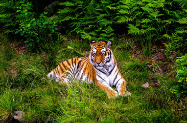 Fototapeta na wymiar Tiger relaxing on the grass. 
