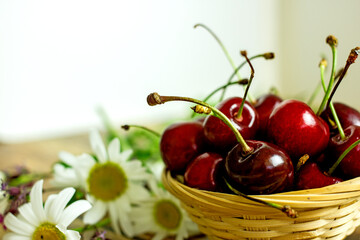 Ripe cherry berries in a wicker basket next to field daisies on a wooden background