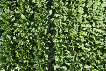 Aerial view of cultivated sugar beet field from drone pov
