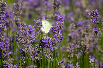 A white butterfly sits on a purple flowering lavender. 