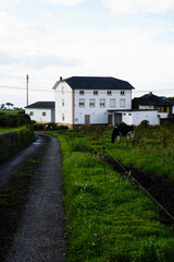 Fototapeta na wymiar Cow in a grass field with houses in the background