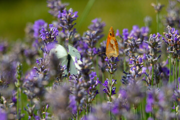 A white butterfly sits on a purple flowering lavender. 