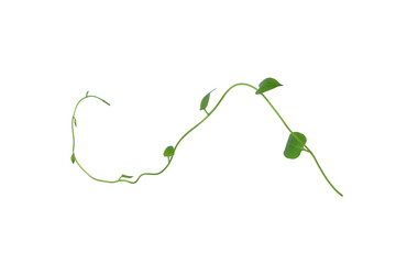 Twisted  vines  leaf with heart shaped green leaves isolated on white background, clipping path included. Floral Desaign. HD Image and Large Resolution. can be used as wallpaper