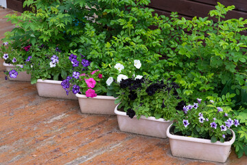 A wide variety of species and colors of petunia decorate the garden or home