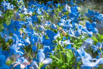 Fototapety na wymiar - Fototapeta24.pl