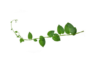 Twisted  vines  leaf with heart shaped green leaves isolated on white background, clipping path...