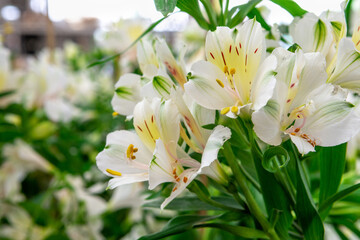 bouquet of beautiful White Alstroemeria summer Flowers.