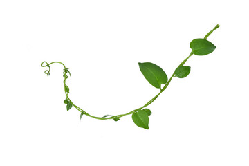 Twisted  vines  leaf with heart shaped green leaves isolated on white background, clipping path included. Floral Desaign. HD Image and Large Resolution. can be used as wallpaper