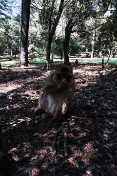 Monkey surrounded by monkeys in the forest