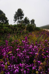 Obraz premium Purple and green flowers on a path