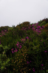 Obraz premium Purple and green flowers on a path