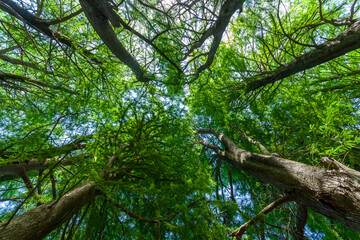 swamp cypress branches towards the sky