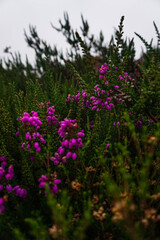 Fototapeta premium Purple and green flowers on a path