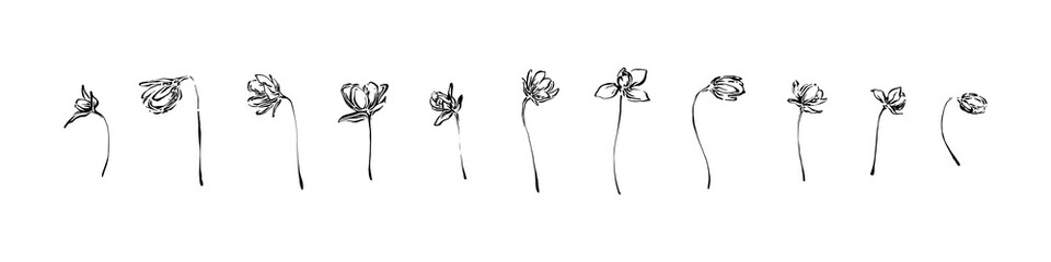 Hand drawn anemone flowers collection. Outline floral ink painting set. Black isolated sketch vector on white background