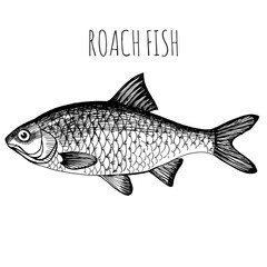 Caspian roach. Sea fish. Hand-drawn sketch. Vintage style. Fish and seafood products.