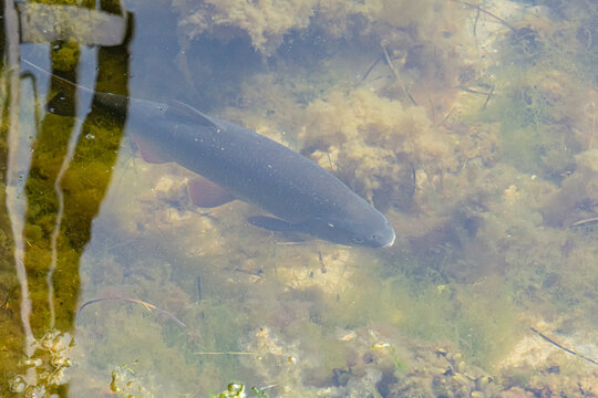 An Atlantic cod, Gadus morhua pictured from the jetty in a marina in Scania, southern Sweden. Atlantic cod is a benthopelagic fish of the family Gadidae. Reflections in the water