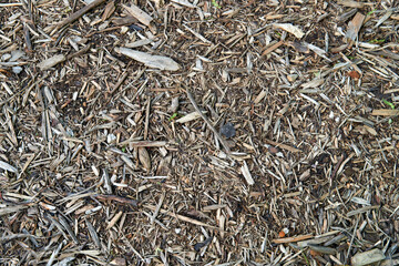 Environmental Organic Wood Chip Background. Texture, pattern, of wooden small pieces..