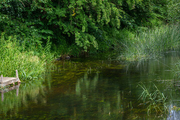 Fototapeta premium Beautiful river floating through a lush, green area. Reflections from trees. All green picture