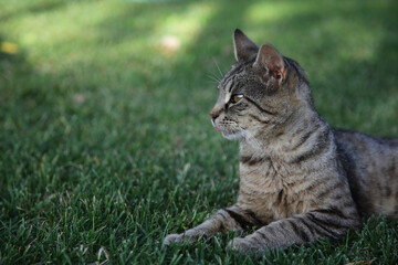 beautiful european cat getting ready to hunt, crouching on the grass