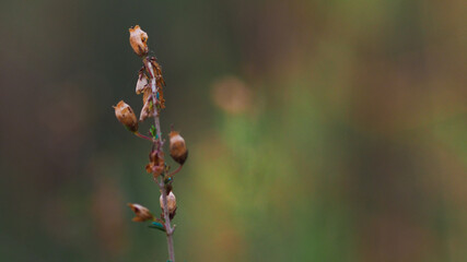 Bruyère fanée en automne