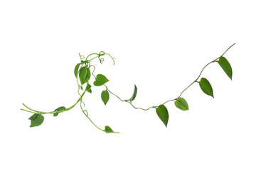 Twisted  vines  leaf with heart shaped green leaves isolated on white background, clipping path...