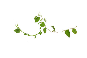 Twisted  vines  leaf with heart shaped green leaves isolated on white background, clipping path included. Floral Desaign. HD Image and Large Resolution. can be used as wallpaper