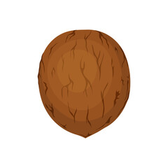 whole walnut isolated on white, vector illustration