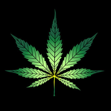 Cannabis green leaf isolated on black. Vector cartoon hand drawing logo marijuana grass or ganja plant. Shape or silhouette herbal nature symbol.