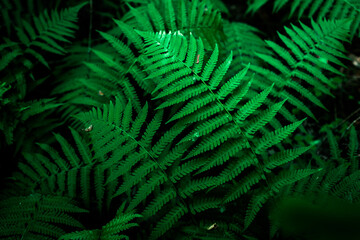 Bright green fern leaves in the forest under the rays of the summer sun. Natural eco background