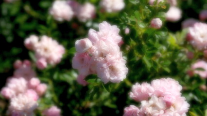 
Flowers in a city park. Background image for web design.