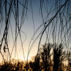 Fototapeta premium mystical evening
